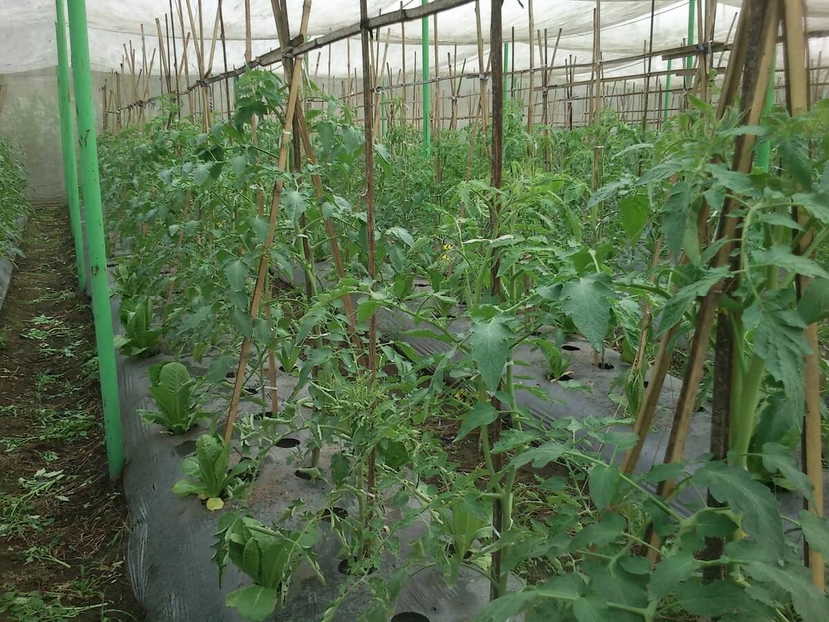 Net AgroPro Membuat Hasil Panen Tomat Melimpah