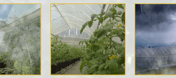 HINDARI SERANGAN OPT PADA TANAMAN BAWANG MERAH DENGAN SCREENHOUSE NET AGROPRO