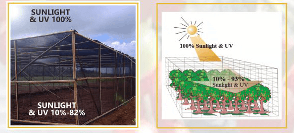 MENINGKATKAN PRODUKSI CABAI DENGAN AGROPRO — AgroPro by PT Gani Arta Dwitunggal