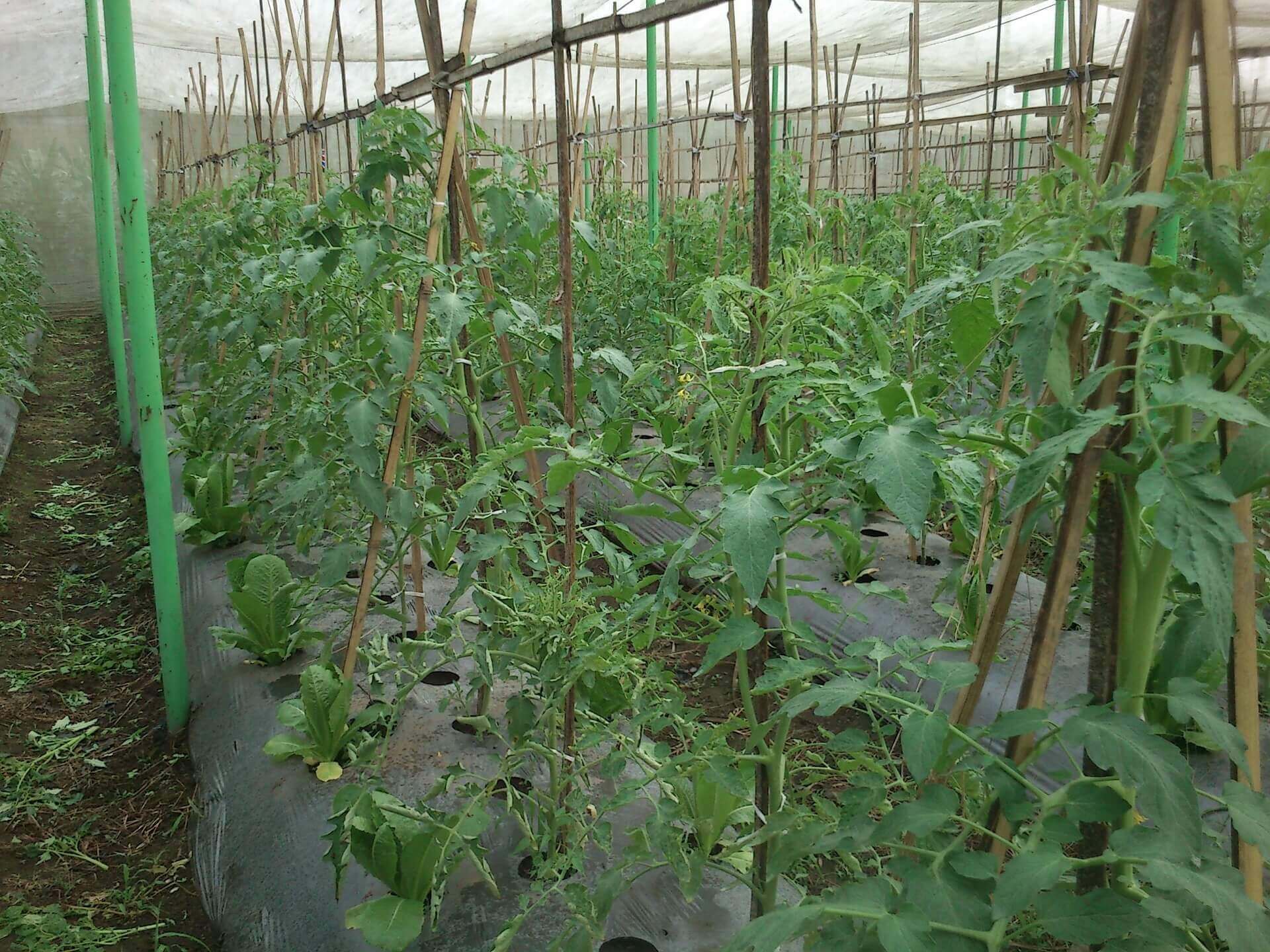 Tanaman Cabe