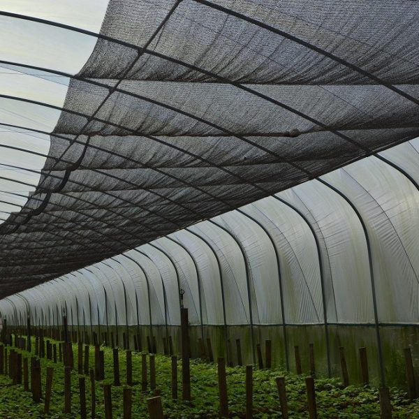 Greenhouse Tunnel Paranet