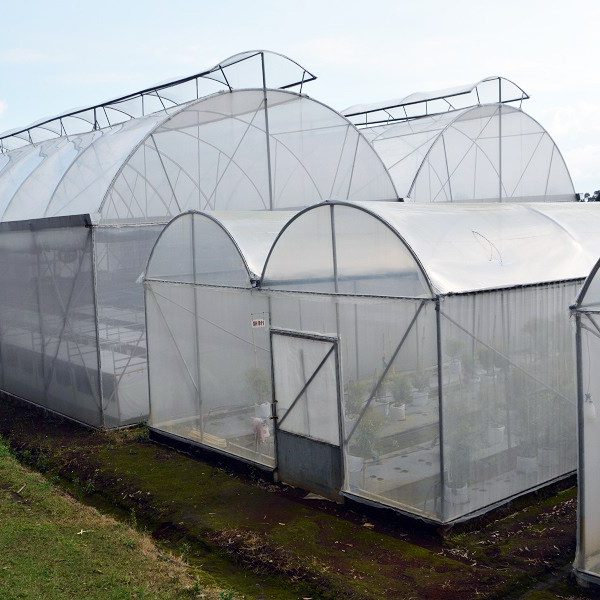 Greenhouse Kubis