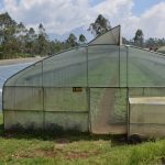 Greenhouse Screen House