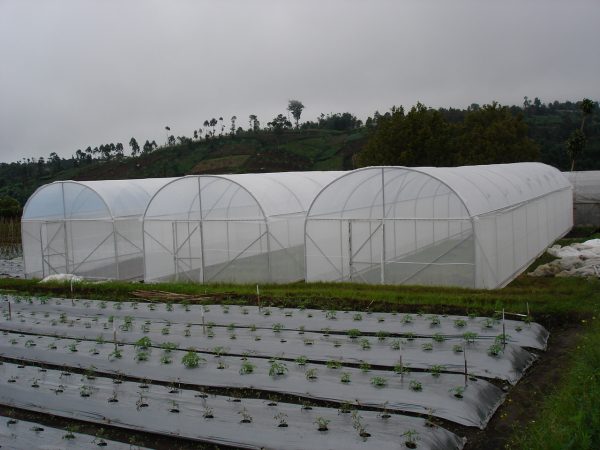 Greenhouse Tunnel Dataran Tinggi