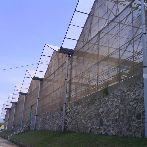 Greenhouse Dinding Jaring